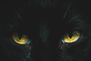 superstitions-cat