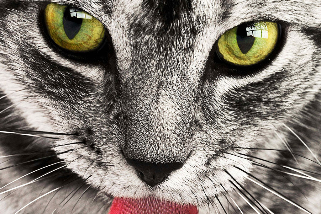 animal-cat