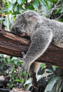 australia-bushfires