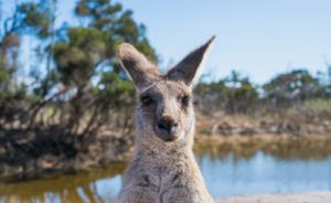 australia-bushfires